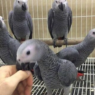 African Grey talking parrots for adopt