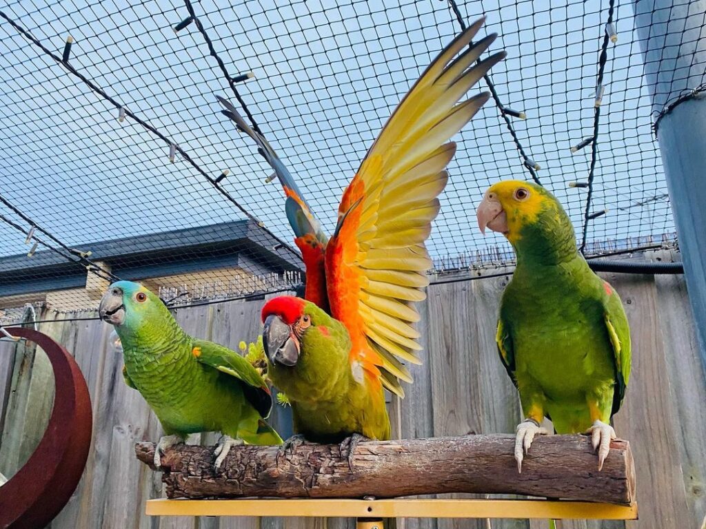 Talking Amazon Parrots TALKING PARROTS Talking Amazons parrots for sale