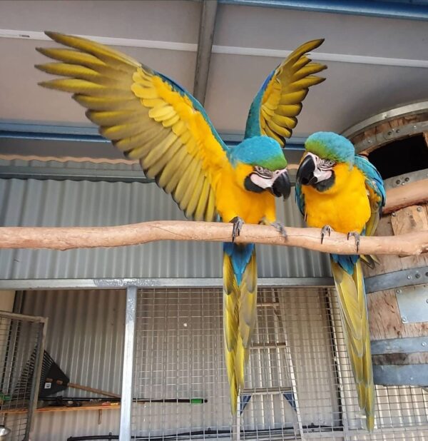 Blue and Gold macaw Pair - Image 4
