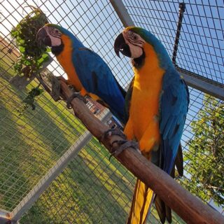 Blue and Gold macaw Pair
