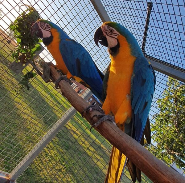 Blue and Gold macaw Pair