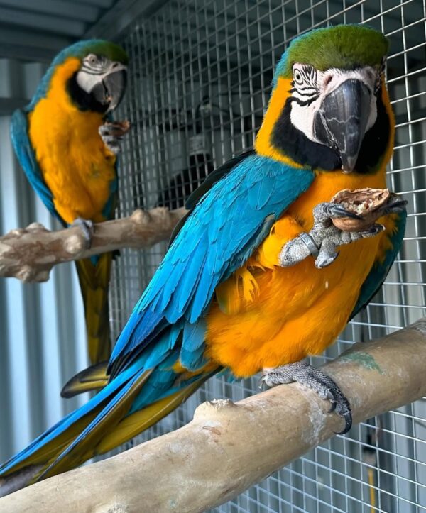 Blue and Gold macaw Pair - Image 3