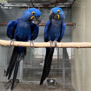 blue macaw parrots for sale