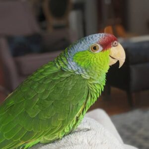 Amazon Parrots for Sale