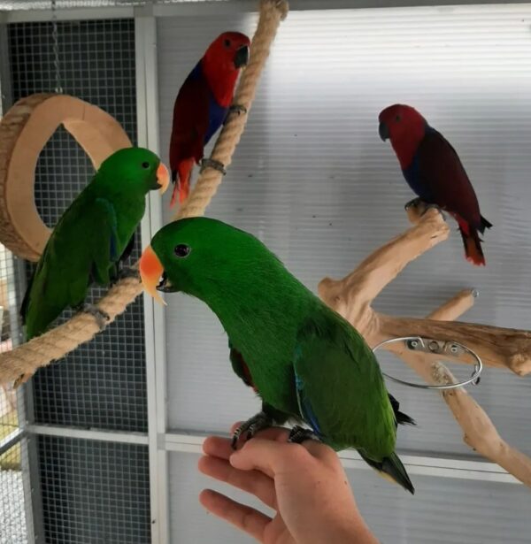 buy eclectus parrots