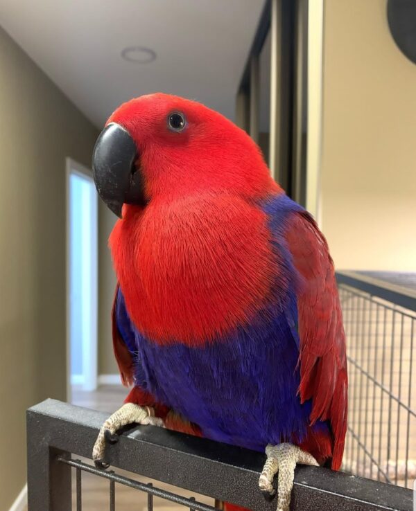 eclectus parrot for sale