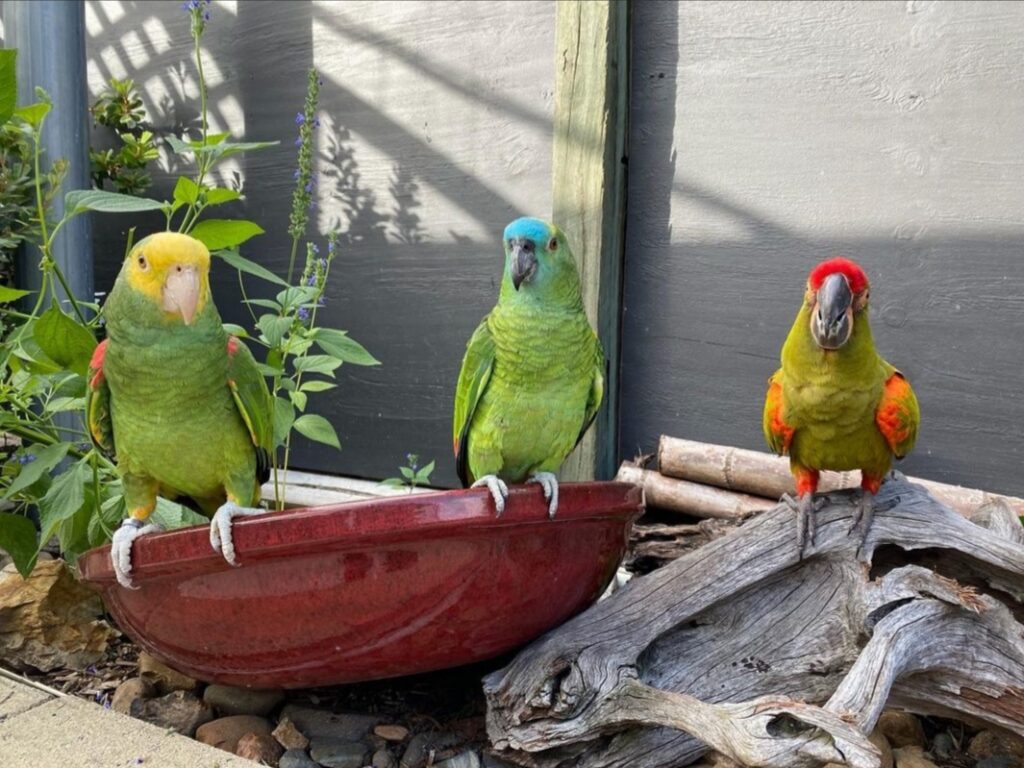 Talking Parrots For sale usa