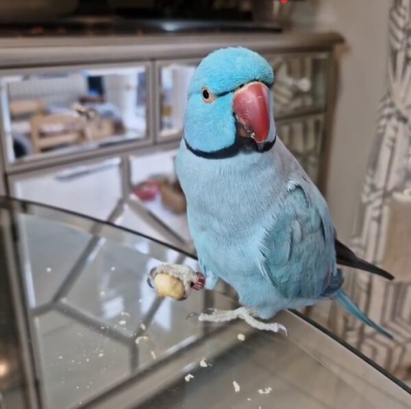 Indian ringneck parrot for sale