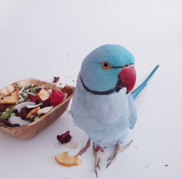 Indian ringneck parakeet for sale