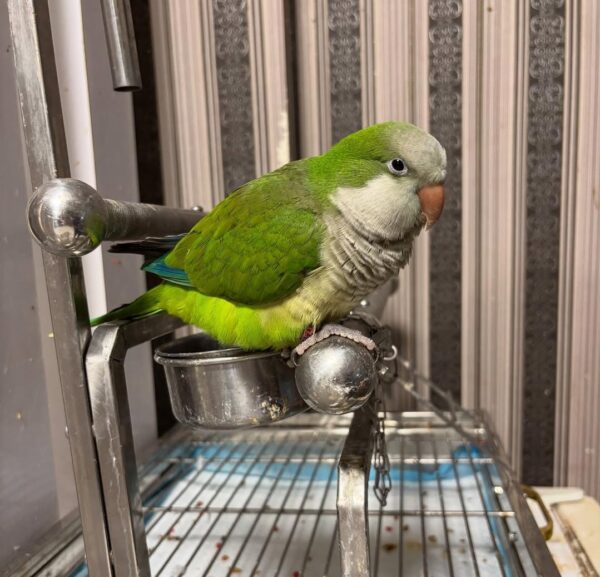 quaker parrot available for adoption