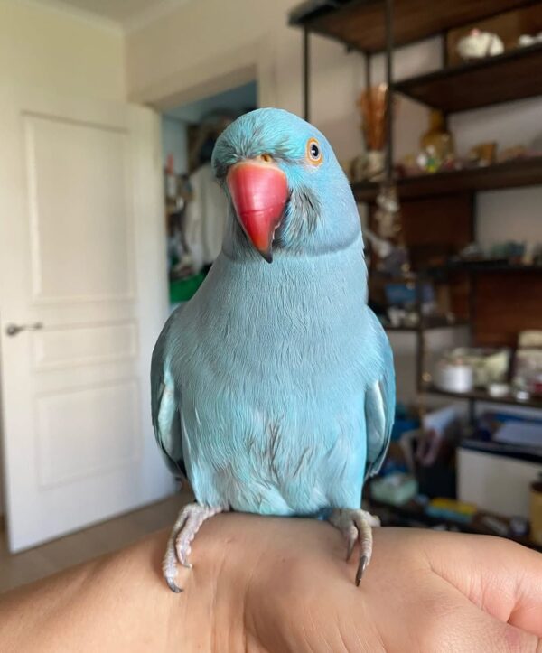 Lilo-Female Indian Ringneck Parrot - Image 3
