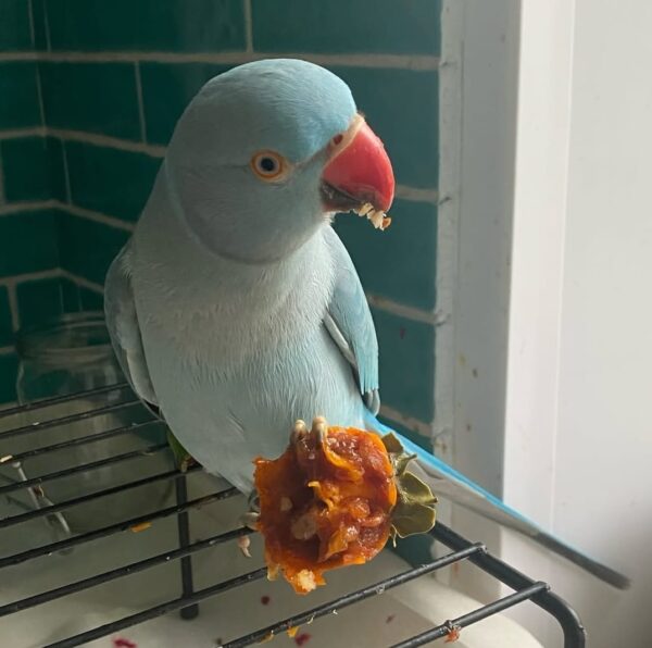 Lilo-Female Indian Ringneck Parrot - Image 2