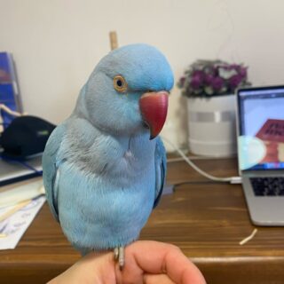 buy female Indian ringneck parrot